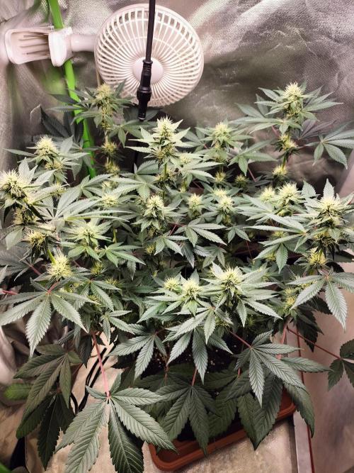Tropical Ice Cream. Week 9