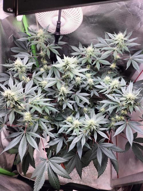 Tropical Ice Cream. Week 9