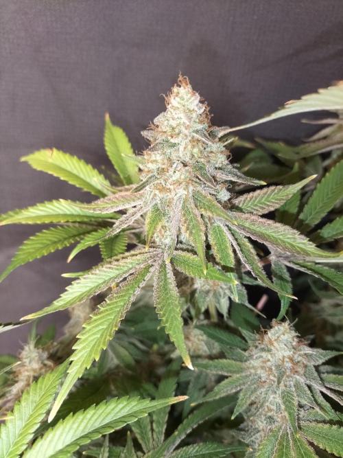 Sticky Broccoli - Eternity Cup 2026. Week 17
