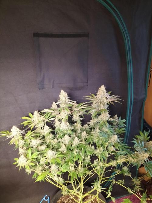 Sticky Broccoli - Eternity Cup 2026. Week 17