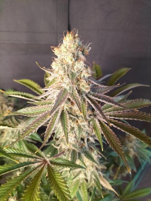 Sticky Broccoli - Eternity Cup 2026. Week 17