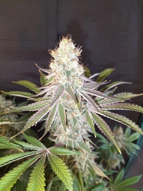 Sticky Broccoli - Eternity Cup 2026. Week 17