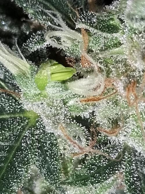 Sticky Broccoli - Eternity Cup 2026. Week 17
