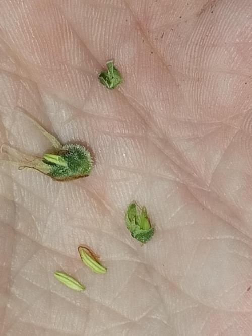 Sticky Broccoli - Eternity Cup 2026. Week 17