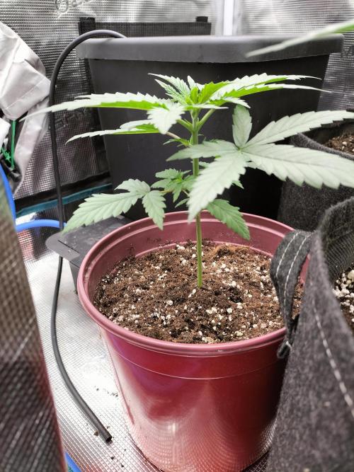 Papaya Jealousy. Week 3