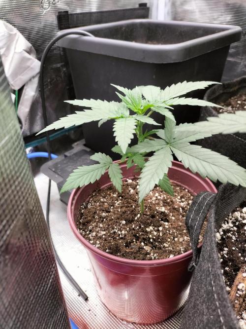 Papaya Jealousy. Week 3