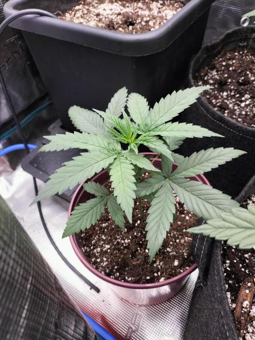 Papaya Jealousy. Week 3