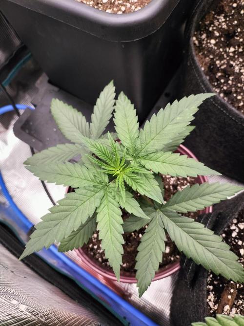 Papaya Jealousy. Week 3