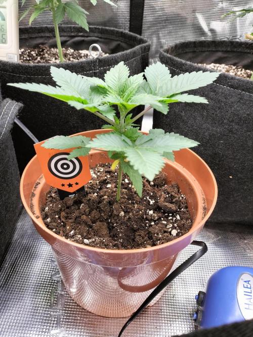Monkey Grease. Week 3