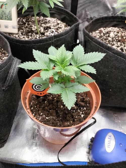 Monkey Grease. Week 3