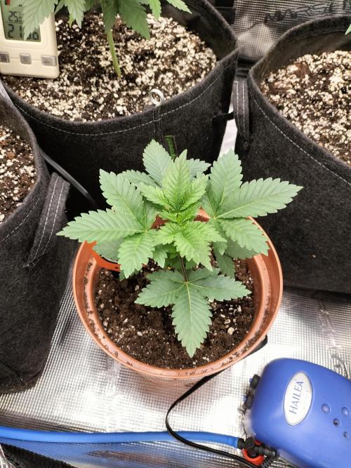 Monkey Grease. Week 3