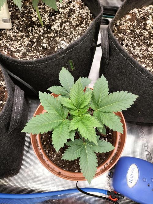 Monkey Grease. Week 3