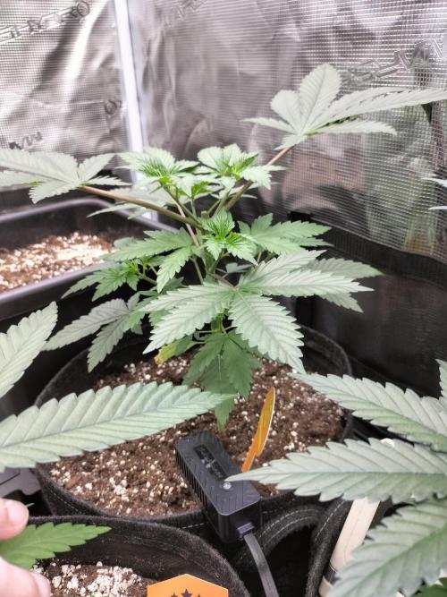 Zkittlez. Week 5