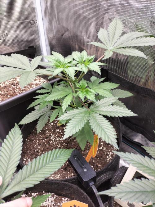 Zkittlez. Week 5