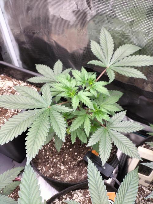 Zkittlez. Week 5