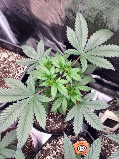 Zkittlez. Week 5