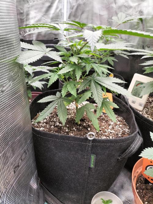 Amnesia Haze Fast. Week 5