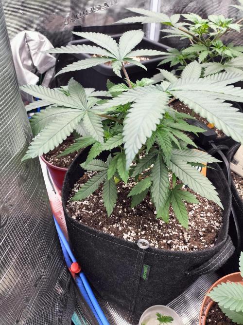 Amnesia Haze Fast. Week 5