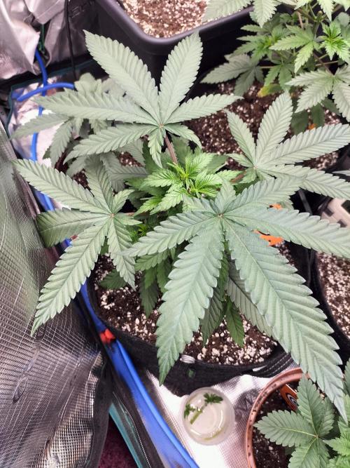 Amnesia Haze Fast. Week 5