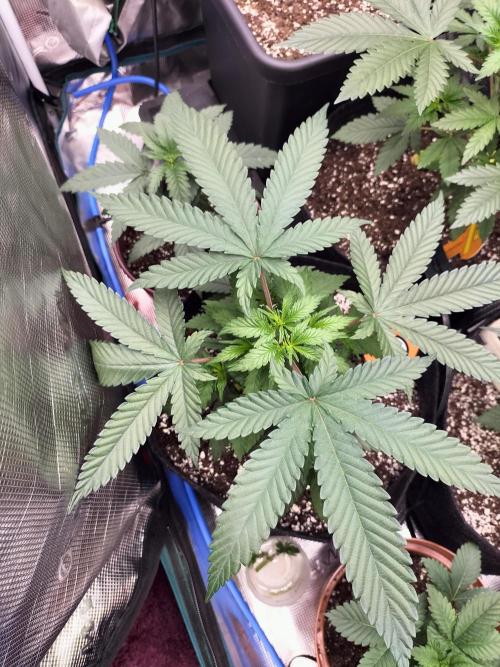 Amnesia Haze Fast. Week 5