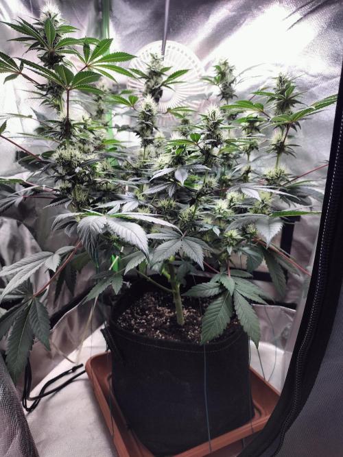 Tropical Ice Cream. Week 10