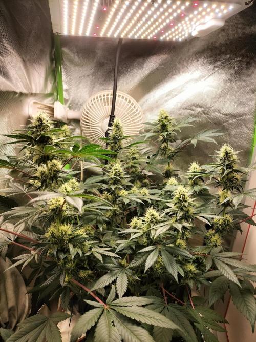 Tropical Ice Cream. Week 10