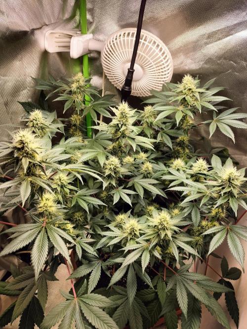 Tropical Ice Cream. Week 10