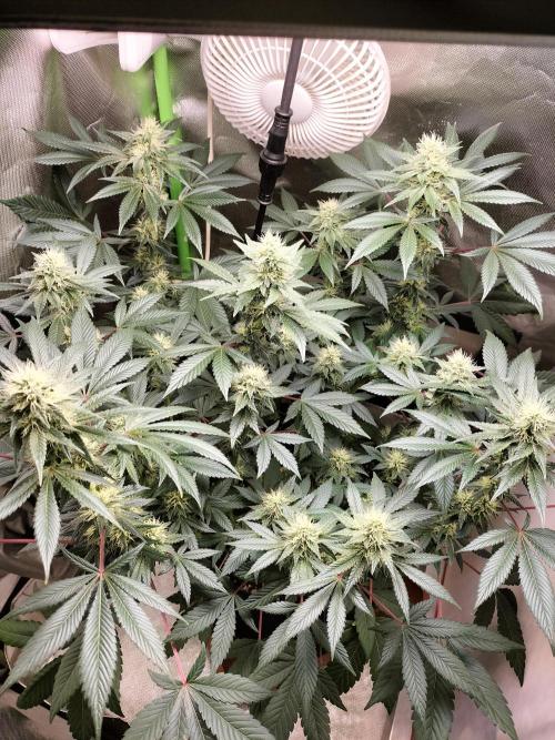 Tropical Ice Cream. Week 10