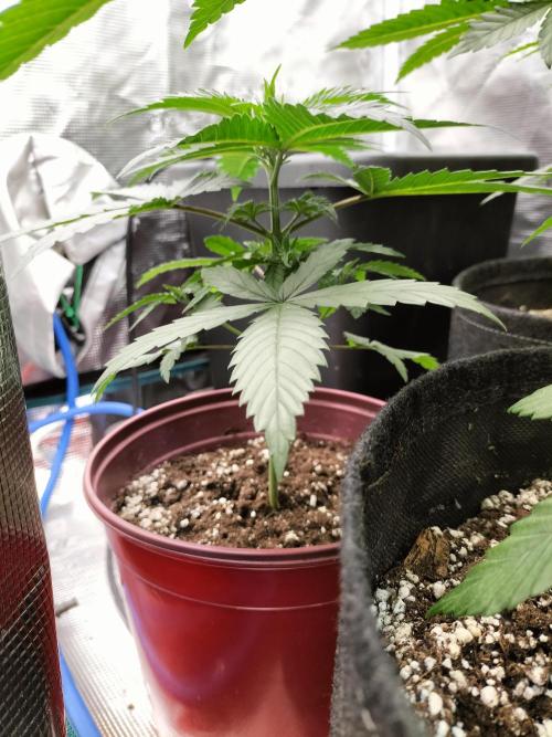 Papaya Jealousy. Week 4