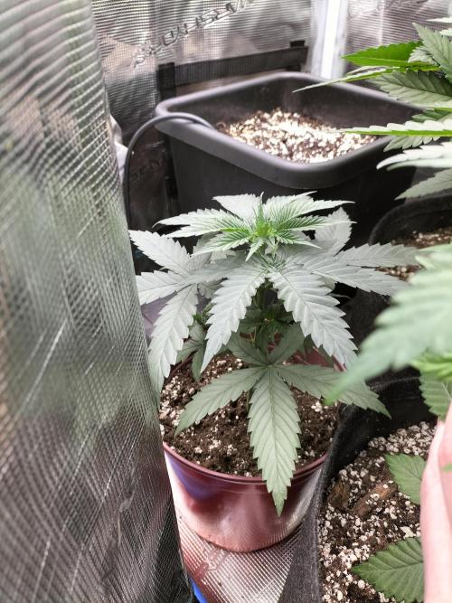 Papaya Jealousy. Week 4