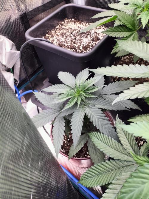 Papaya Jealousy. Week 4