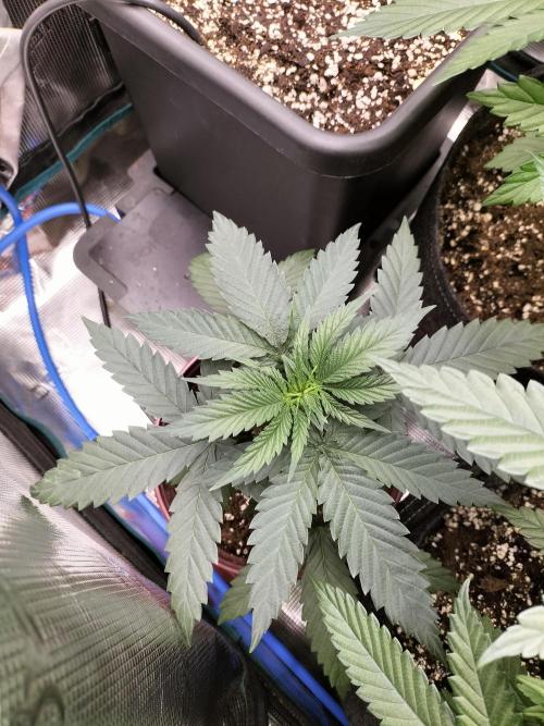 Papaya Jealousy. Week 4