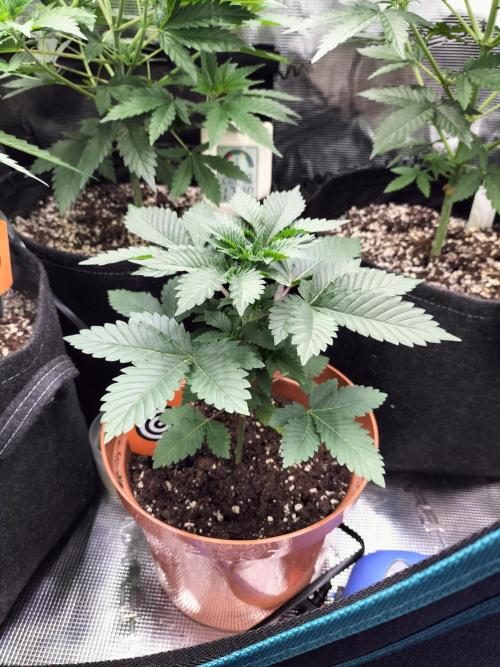 Monkey Grease. Week 4