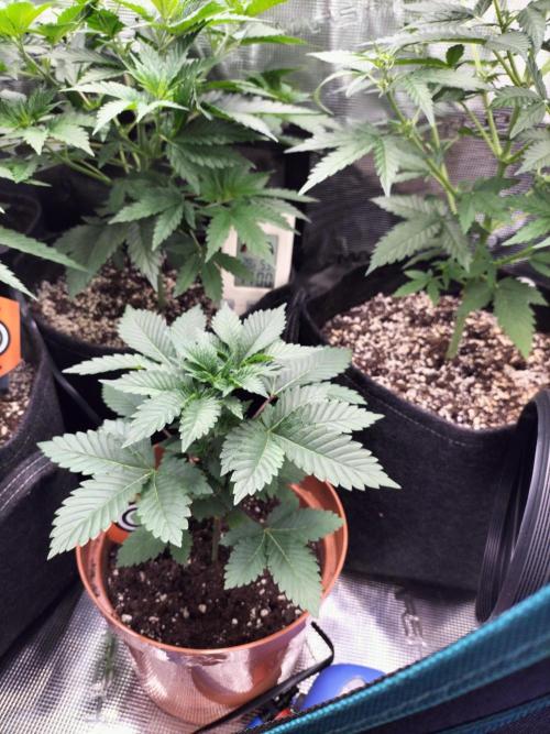 Monkey Grease. Week 4