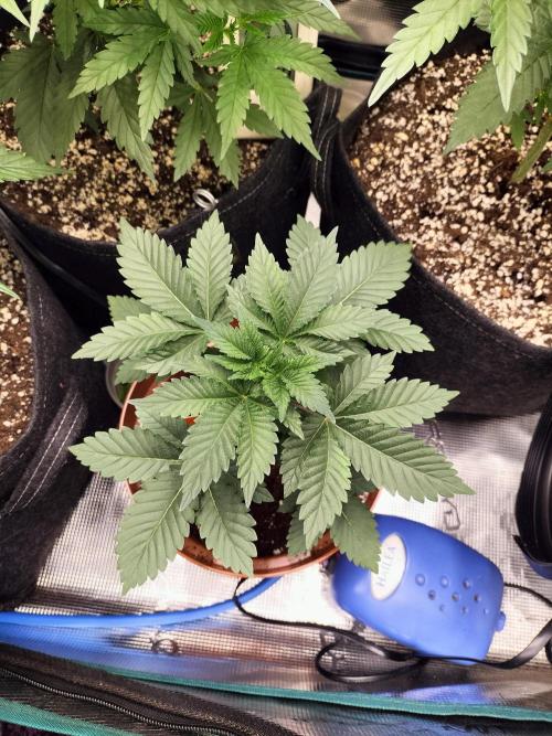 Monkey Grease. Week 4