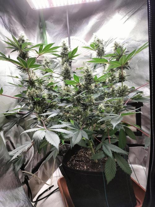 Tropical Ice Cream. Week 11