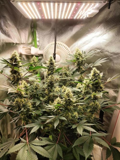 Tropical Ice Cream. Week 11