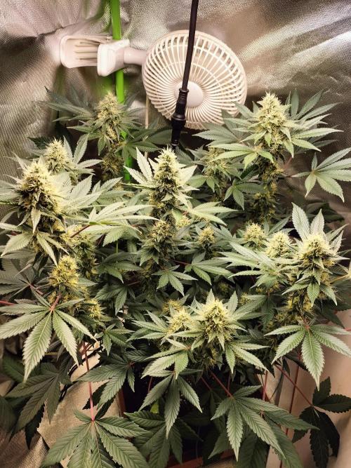 Tropical Ice Cream. Week 11