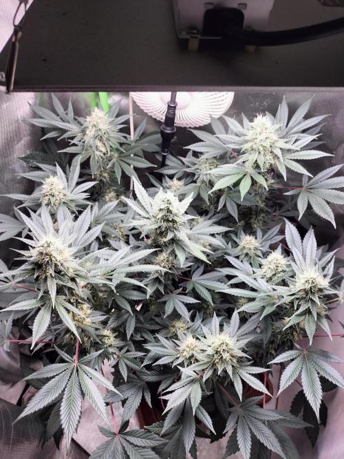 Tropical Ice Cream. Week 11
