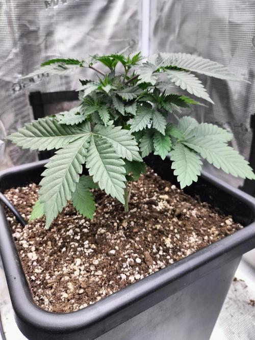 Monkey Grease. Week 5
