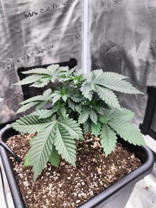 Monkey Grease. Week 5