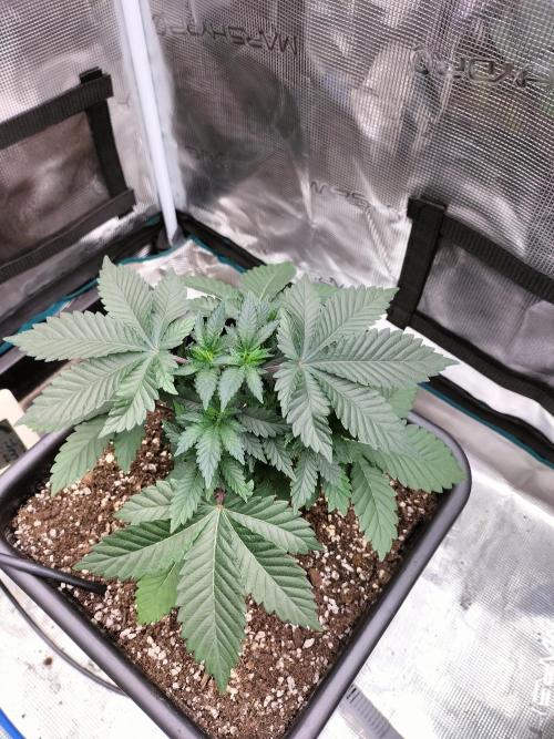 Monkey Grease. Week 5