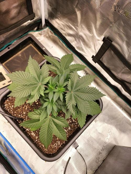 Monkey Grease. Week 5