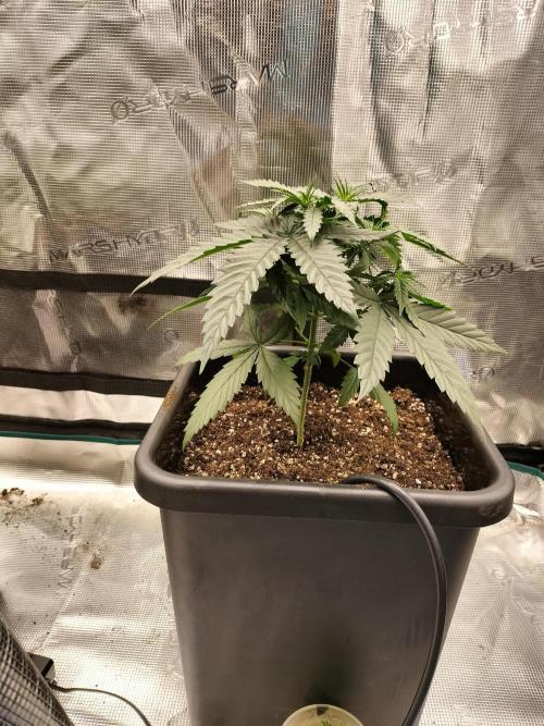 Papaya Jealousy. Week 5