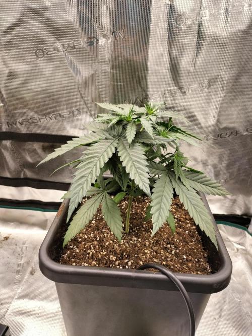 Papaya Jealousy. Week 5