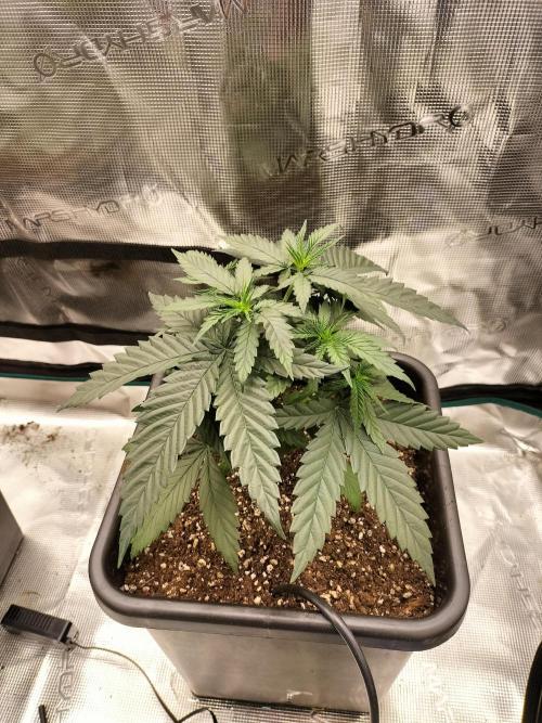 Papaya Jealousy. Week 5