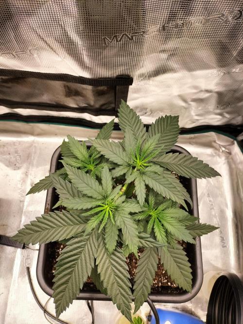 Papaya Jealousy. Week 5