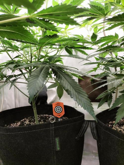 Amnesia Haze Fast. Week 6