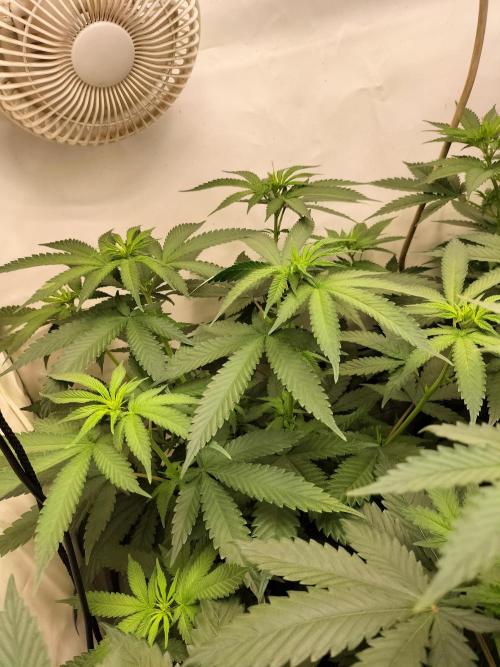 Amnesia Haze Fast. Week 6