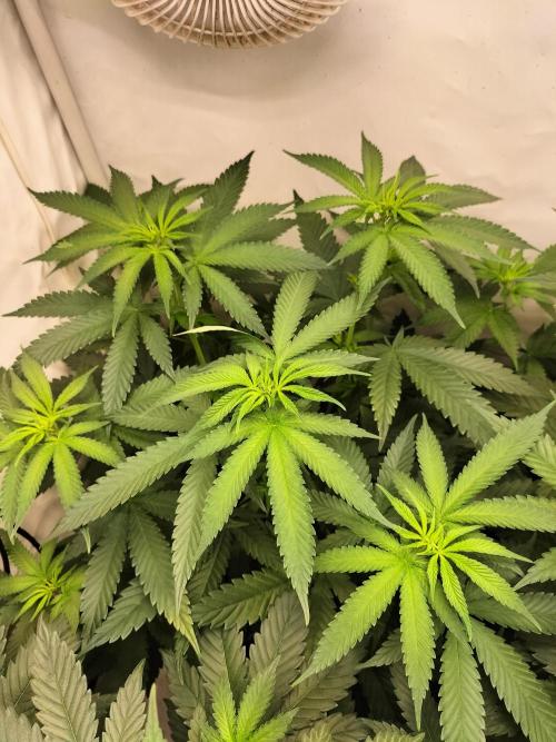 Amnesia Haze Fast. Week 6